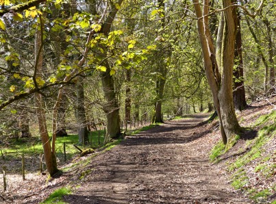 A woodland path