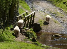Sheep bridge