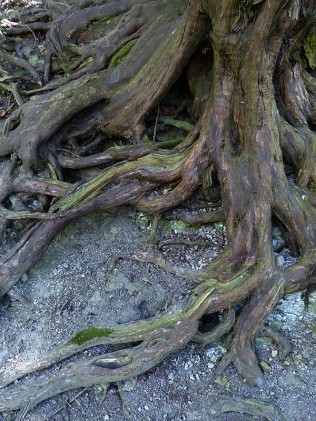 Roots (yew)
