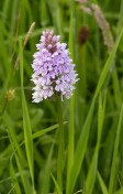 An orchid in the grass