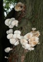 Toadstools on a tree