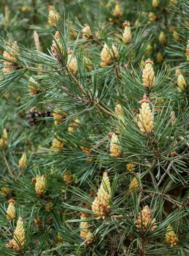 New season's pine cones