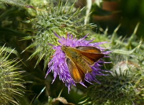Small skipper on a thistle