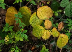 Bramble leaves