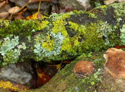 Lichen and fungus