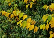 Autumnal hedge