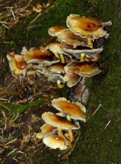 Toadstools on the bank