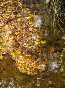 Leaves in Bullhill Brook