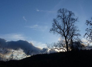 Tree, forest, sky