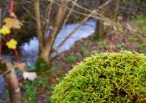 Mossy parapet over Linley Brook