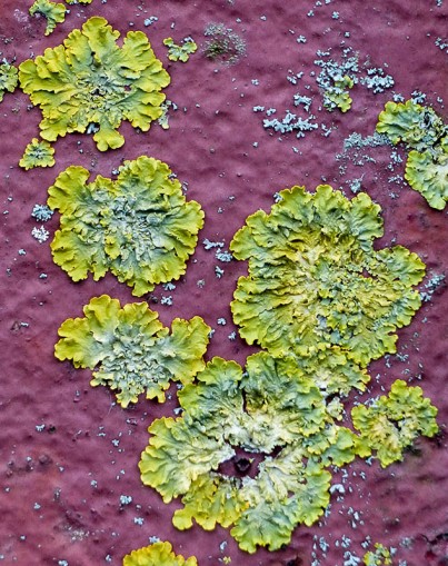 Gatepost with lichen
