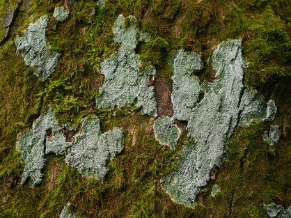 LIchen and moss on tree