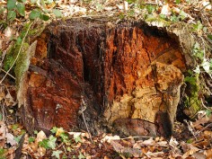 Rotting stump