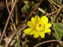 Celandine time approaches