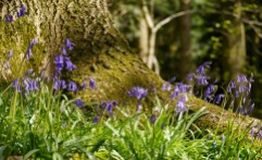 Bluebells among the trees