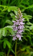 A small common spotted orchid