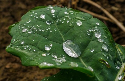 Raindrops on rootcrops