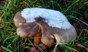Iced mushroom