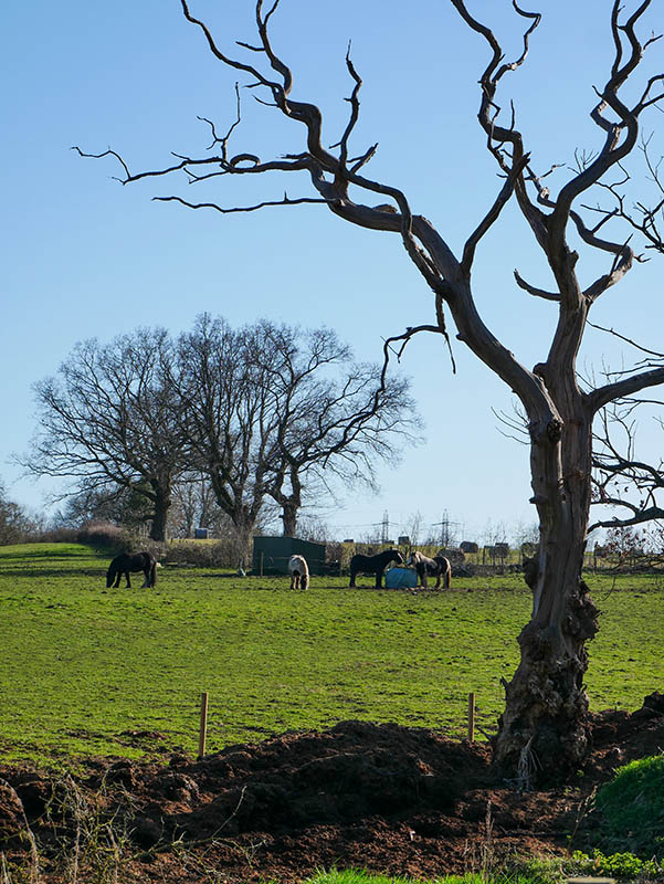 Horse pastures
