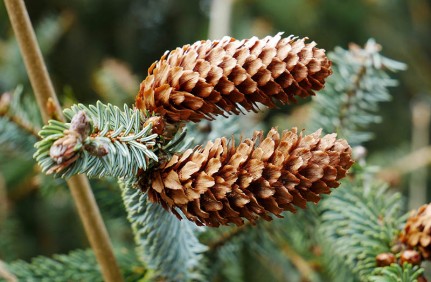 Cones on fallen fir