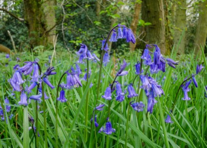 In the bluebell wood