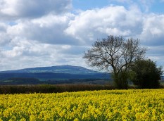 Yellow fields, Brown Clee