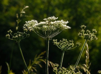 Cow parsley catching the light