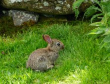 Port Gobhlaig rabbit