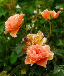 Peachy rose