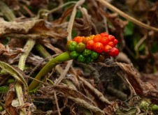 Cuckoo pint - red and green