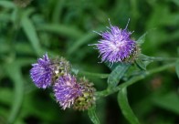 (Back to normal?) Knapweed