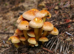 Tiny toadstools in the woods