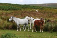 Hill ponies