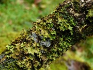 Lovely lichen!