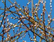 ...but warm in the sunshine. Pussy willow - this year's first