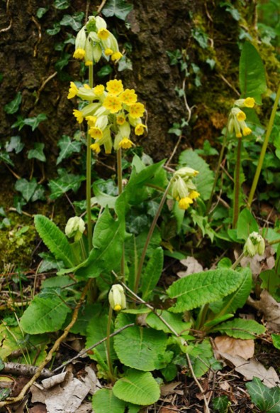 More cowslips